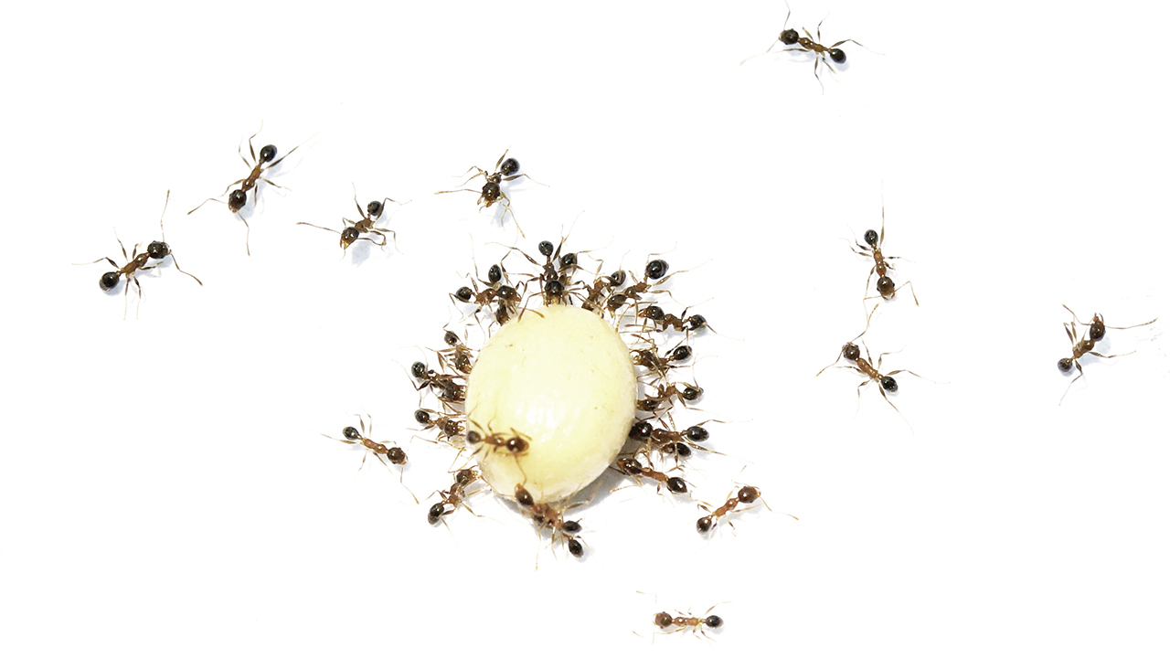 zeg-nee-tegen-mieren